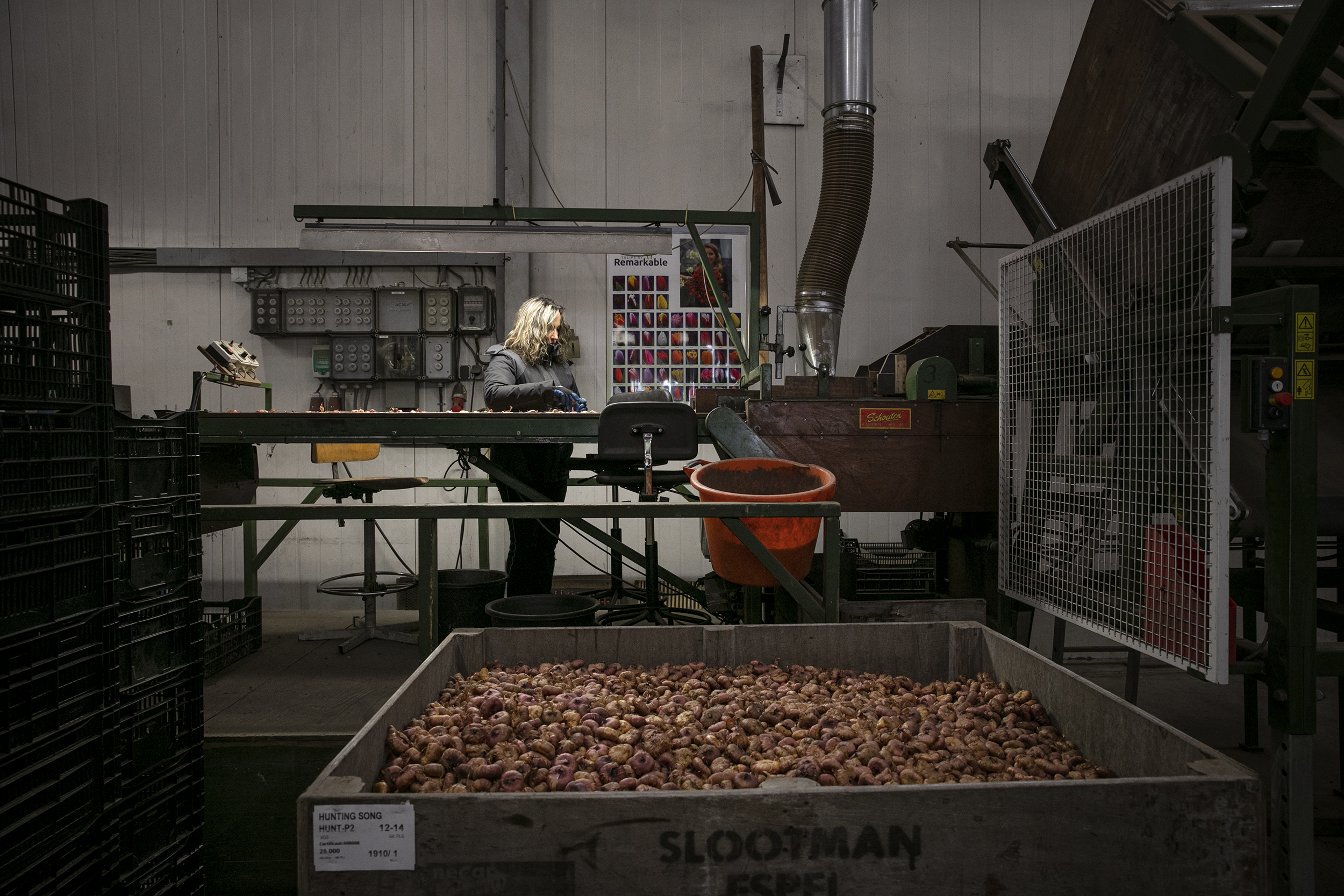 Slootman-Claasen - Medewerker werkt aan bloembollen, bloembollen in kist op voorgrond